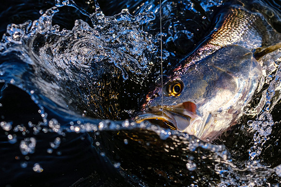 Speckled Trout Pensacola Florida  Fishing Photography