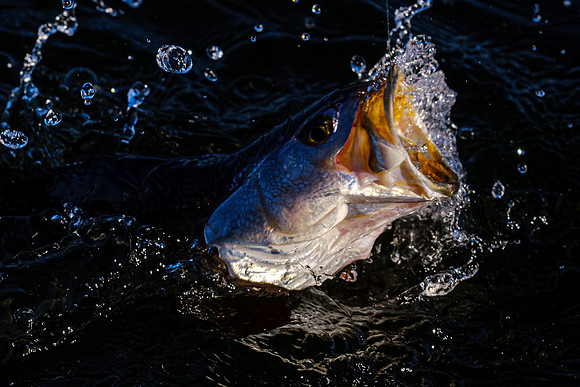 Pensacola Florida  Fishing Photography