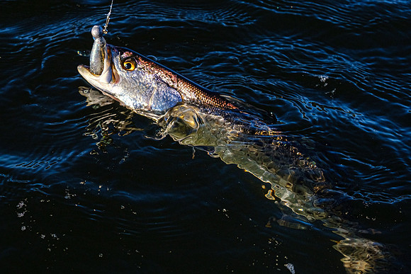 Pensacola Florida  Fishing Photography