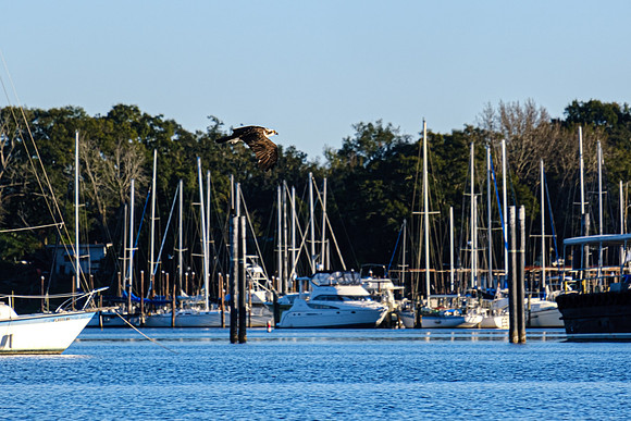 Pensacola Florida  Fishing Photography