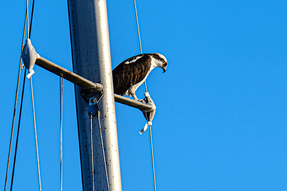 Pensacola Florida  Fishing Photography