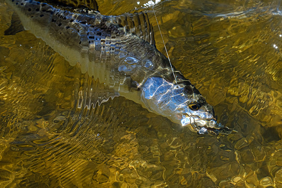 Pensacola Florida  Fishing Photography