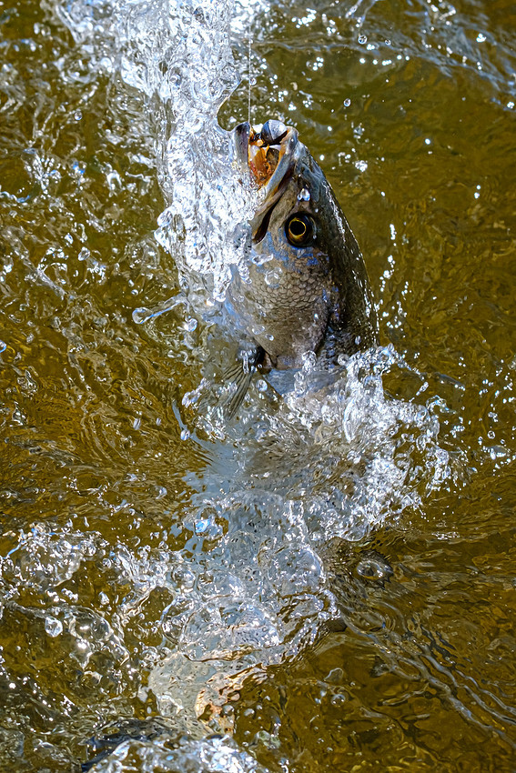 Pensacola Florida  Fishing Photography