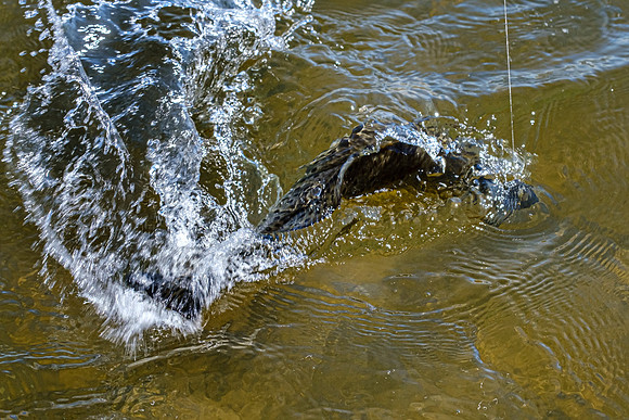 Pensacola Florida  Fishing Photography