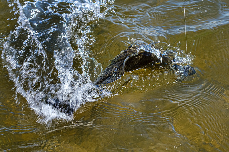 Pensacola Florida  Fishing Photography