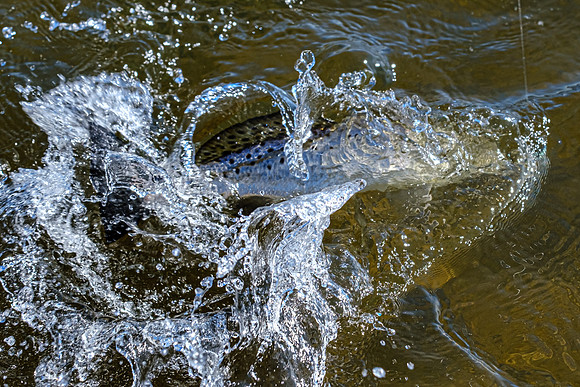 Pensacola Florida  Fishing Photography