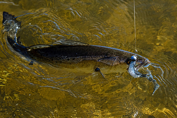 Pensacola Florida  Fishing Photography