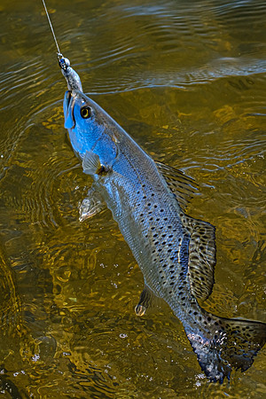Pensacola Florida  Fishing Photography