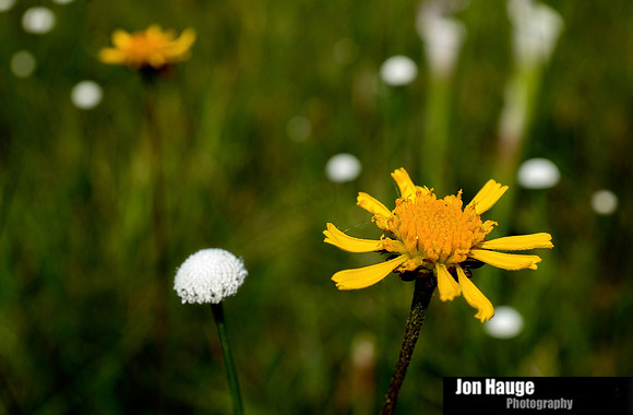 Baldwin County Photographer