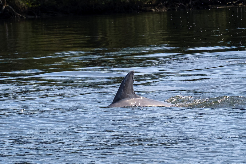 Bottlenoise Dolphin Magnolia River