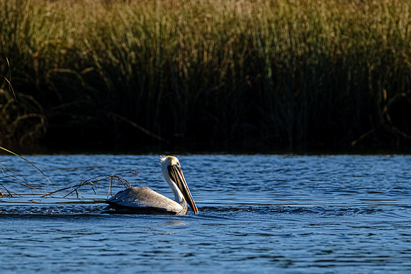 Brown Pelican  Magnolia River