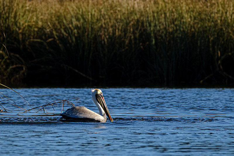 Brown Pelican  Magnolia River