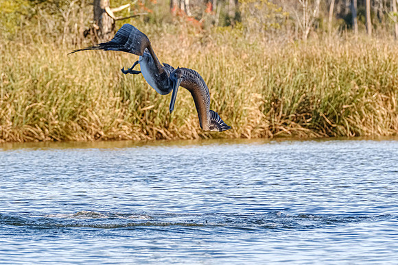 Brown Pelican  Magnolia River