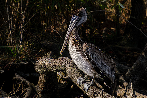 Brown Pelican  Magnolia River