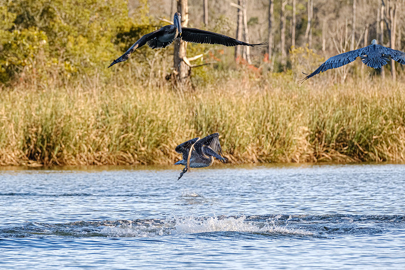 Brown Pelican  Magnolia River