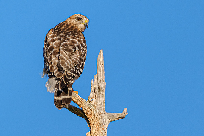 Red Shouldered Hawk Magnolia River