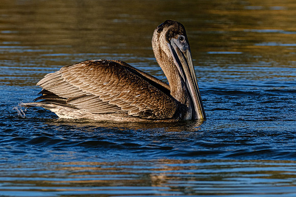 Brown Pelican  Magnolia River