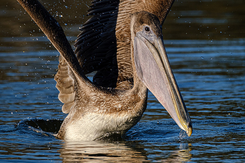 Brown Pelican  Magnolia River