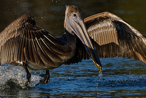 Brown Pelican  Magnolia River