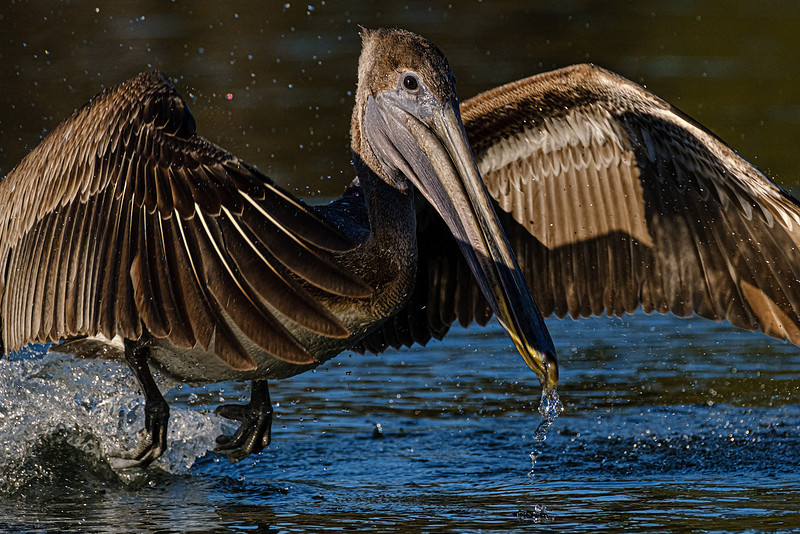 Brown Pelican  Magnolia River