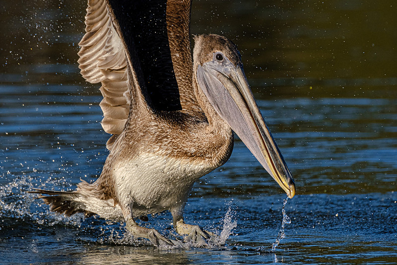 Brown Pelican  Magnolia River