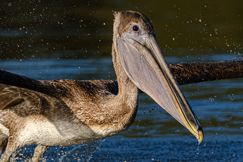 Brown Pelican  Magnolia River