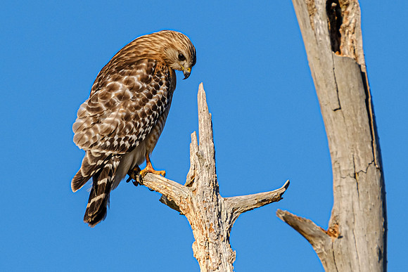Red Shouldered Hawk Magnolia River