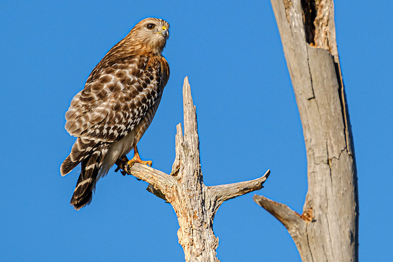 Red Shouldered Hawk Magnolia River