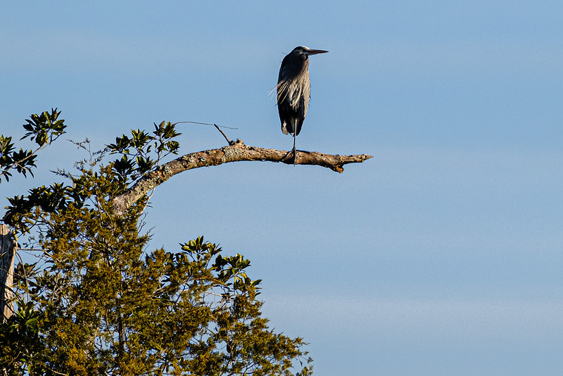 Great Blue Heron Magnolia River
