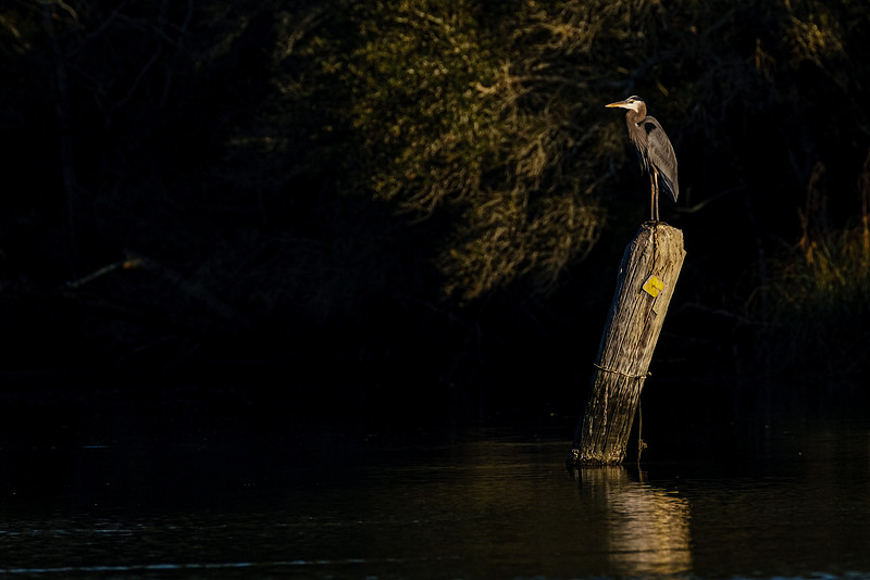 Great Blue Heron Magnolia River