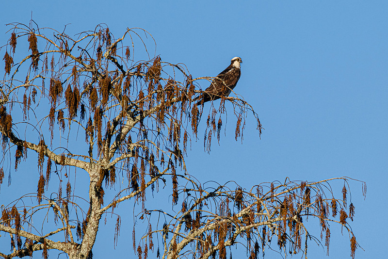 Osprey Magnolia River
