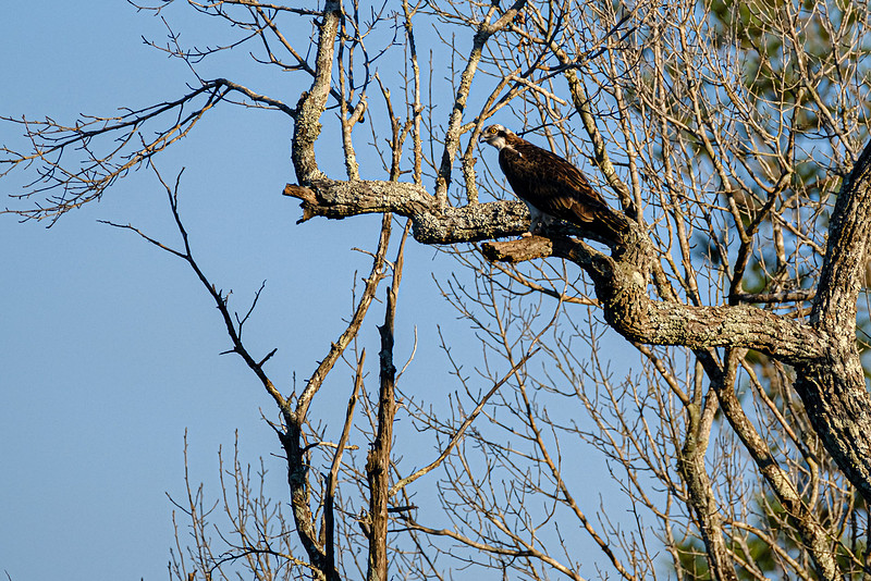 Osprey Magnolia River