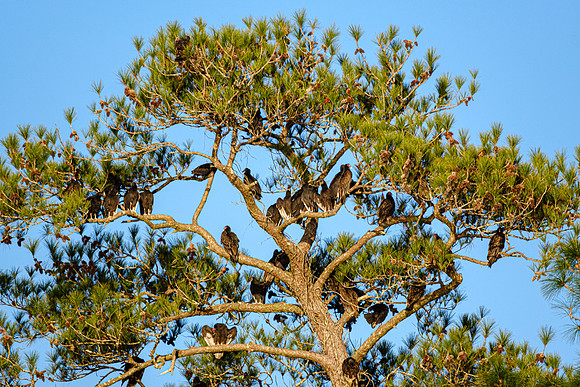 Turkey Vultures Magnolia River