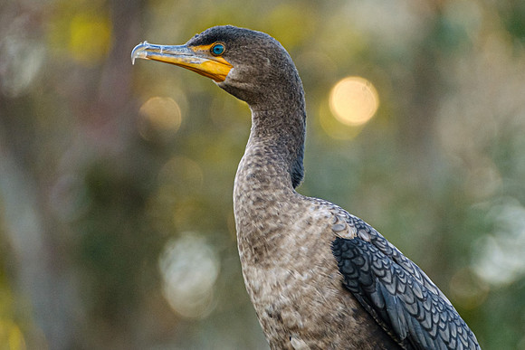 Cormorant in Magnolia River