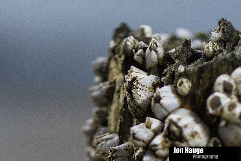 Gulf Shores Photography