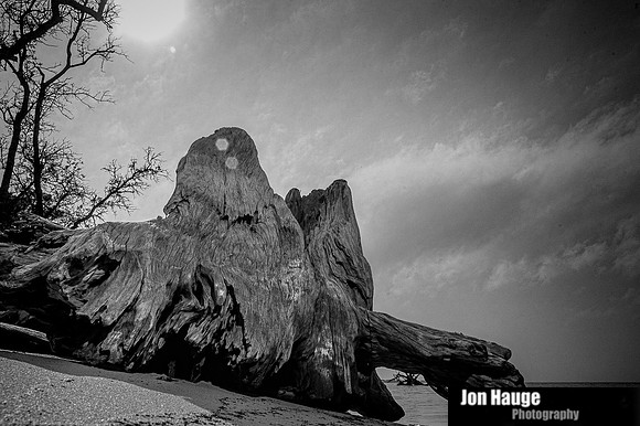 Gulf Shores Stumps and Roots