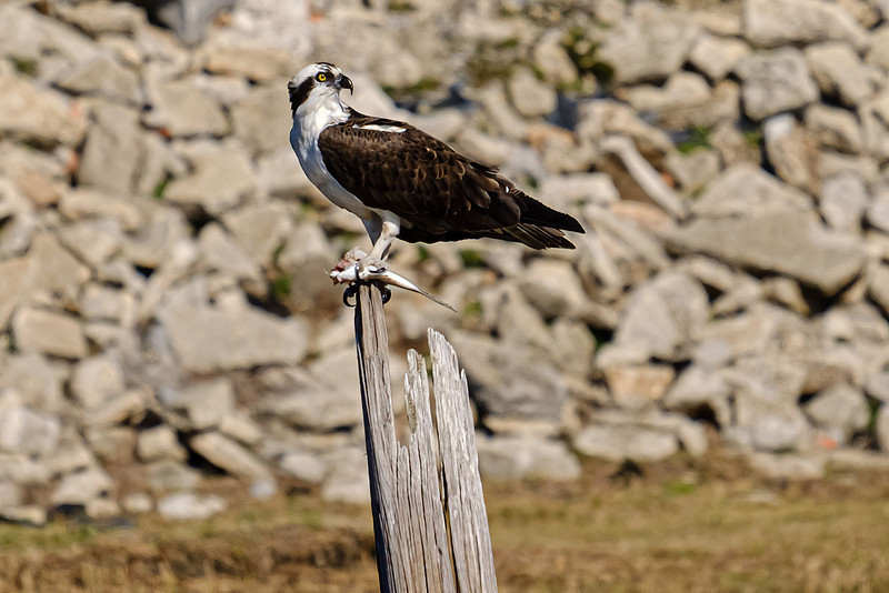 Pensacola Photographer