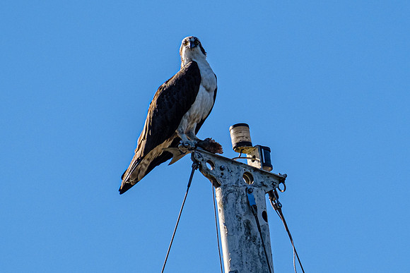 Pensacola Photographer