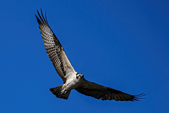 Pensacola Photographer
