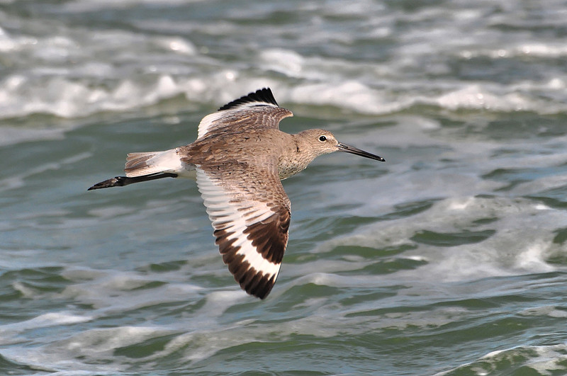Willet in Flight