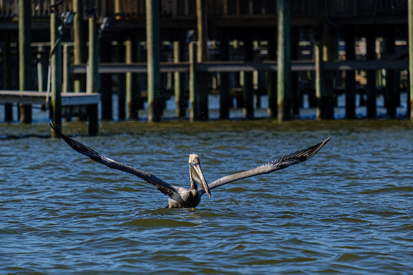 brown pelican Fairhope