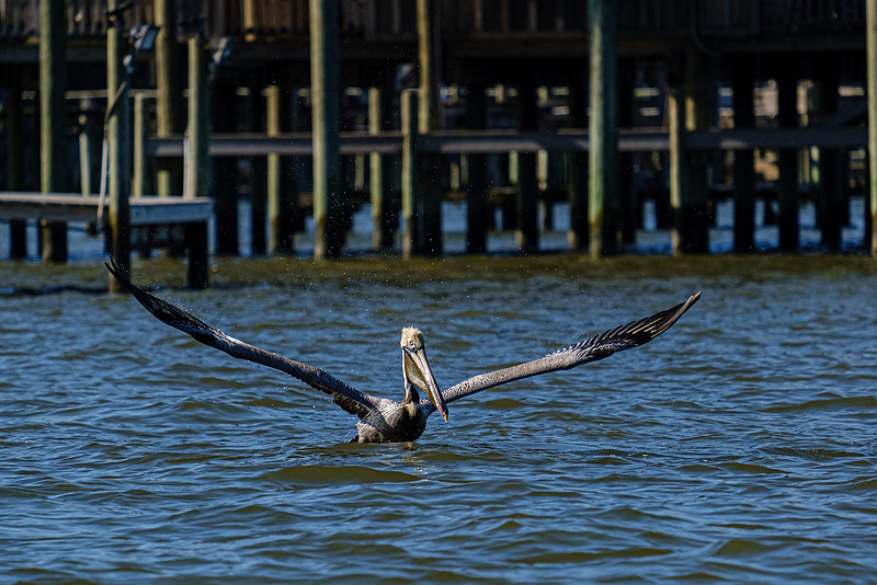 brown pelican Fairhope