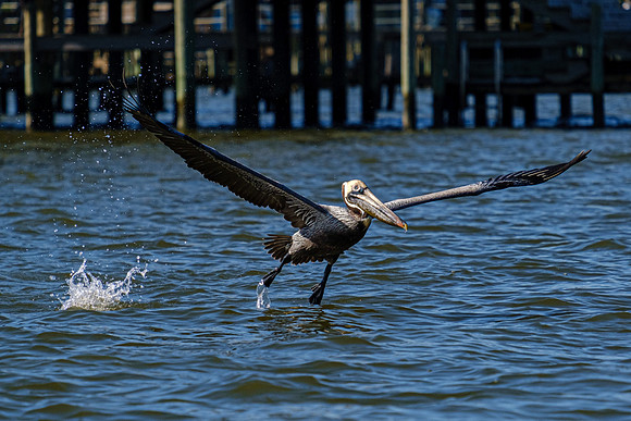 brown pelican Fairhope