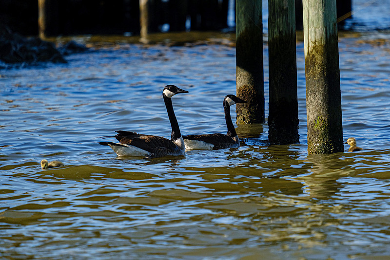 Candian Geese Fairhope