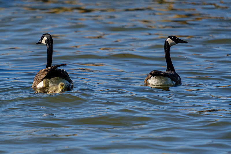 Candian Geese Fairhope