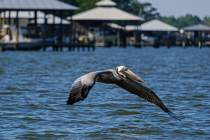 brown pelican Fairhope
