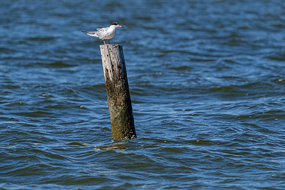 forsterÕs tern Fairhope