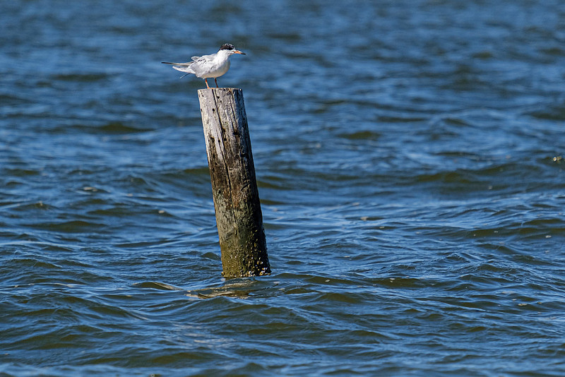 forsterÕs tern Fairhope