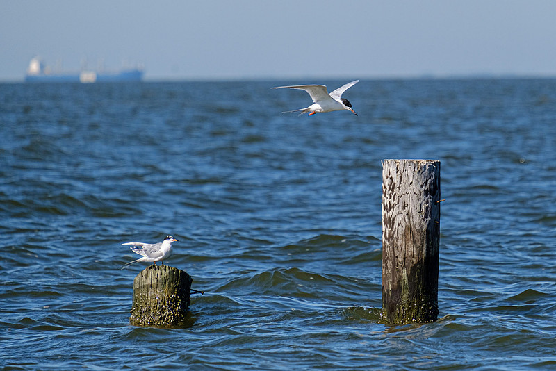 forsterÕs tern Fairhope