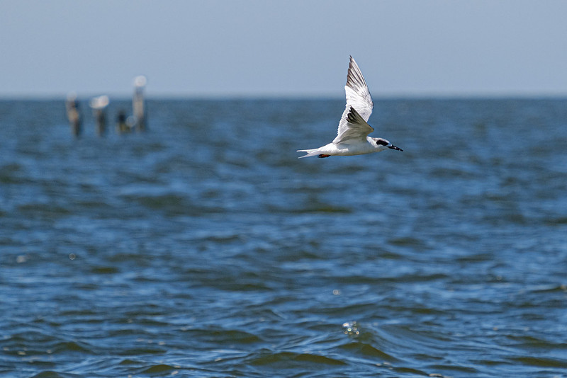 forsterÕs tern Fairhope